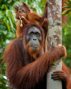 Orang-Utan Mutter mit Kind