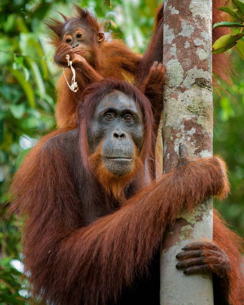 Orang-Utan Mutter mit Kind