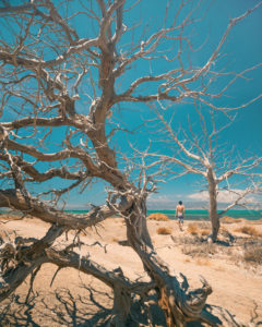 verdrocknete Bäume auf Chrissi