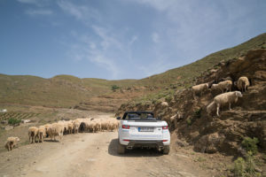 ...vorbei an Tieren...