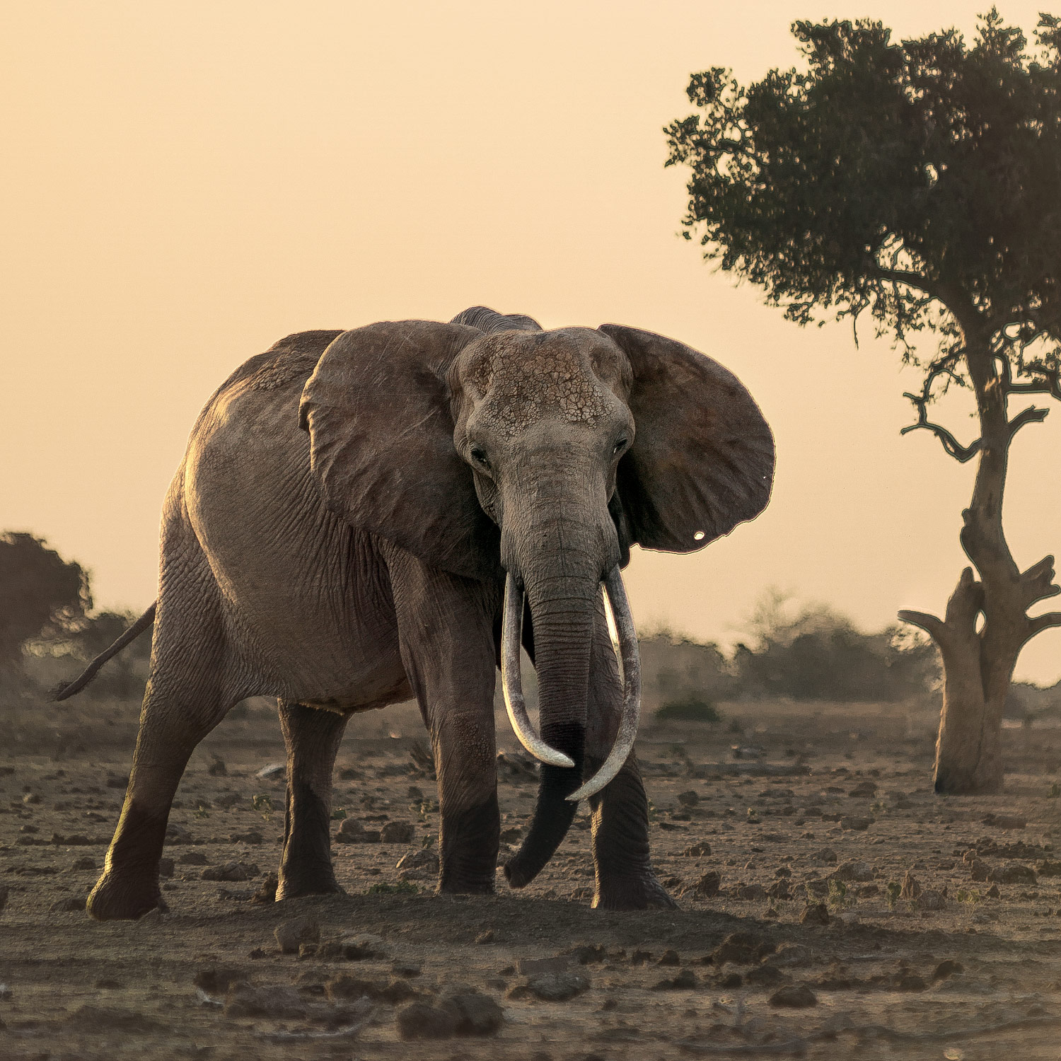 Elefant vor dem Satao Camp